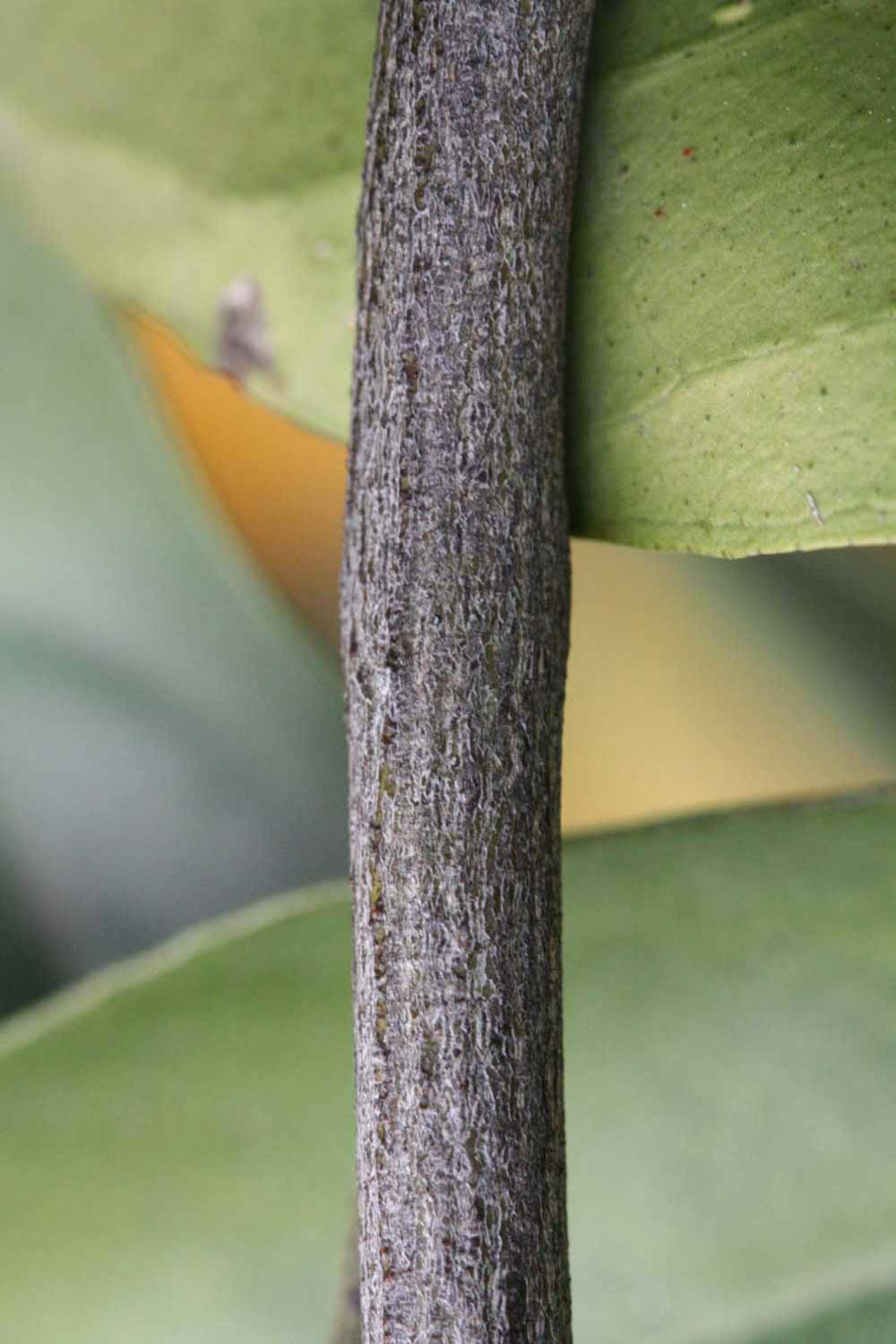              Second - third year twig (Riverside, CA)       